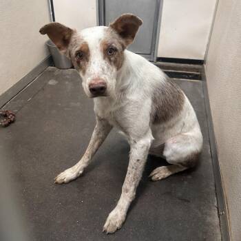 Rescue Border Collie and Mixed Breed Dogs for Adoption in Graham, Texas - Wick | PetCurious