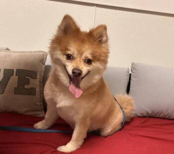 Shadow -  Pomeranian and Shiba Inu Dog for Adoption in Sanford, Florida - Shadow | PetCurious