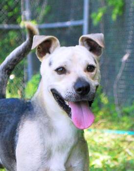 Rescue Terrier Dogs for Adoption in Manchester, Tennessee - Max | PetCurious