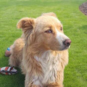 Golden Retriever and Australian Shepherd Dogs Available for Adoption - Rose 37-pound Sweetie | PetCurious