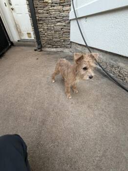 Terrier Dogs Available for Adoption in Richmond, Texas - Crafty | PetCurious