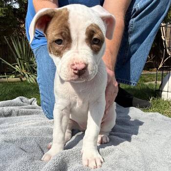 Pit Bull Terrier and Mixed Breed Dogs Available for Adoption - Diana | PetCurious