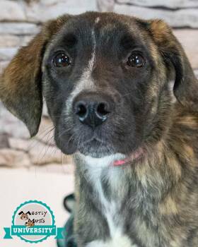 Stacy -  Spaniel and Shepherd Dog for Adoption in Kennesaw, Georgia - Stacy | PetCurious