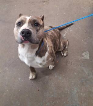 HERO -  Mixed Breed Dog for Adoption in Dallas, Texas - HERO | PetCurious