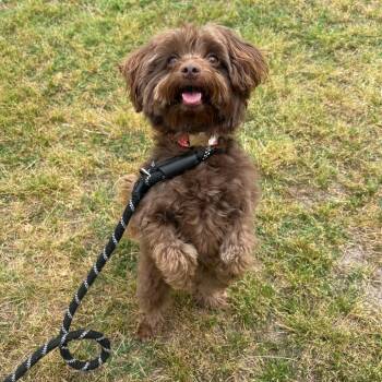 Maltese and Poodle Dogs Available for Adoption in Chesapeake, Virginia - Bindi | PetCurious
