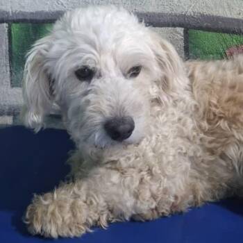 Mr. Wonderful Buster -  Miniature Poodle and Cairn Terrier Dog for Adoption in Ridgefield, Washington - Mr. Wonderful Buster | PetCurious