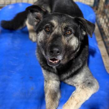 Shepherd and Mixed Breed Dogs Available for Adoption in Fort Smith, Arkansas - Marcello | PetCurious
