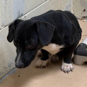 Peggy -  Dachshund and Mixed Breed Dog for Adoption in Tuscaloosa, Alabama - Peggy | PetCurious