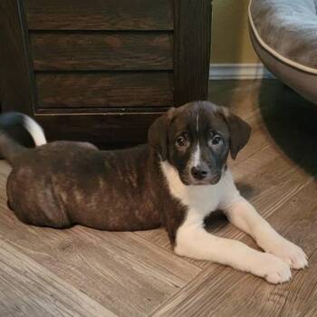 Shepherd and Boxer Dogs Available for Adoption in Austin, Texas - Bali SH | PetCurious