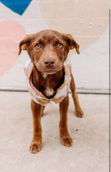 Chocolate Labrador Retriever Dogs Available for Adoption - Coco | PetCurious