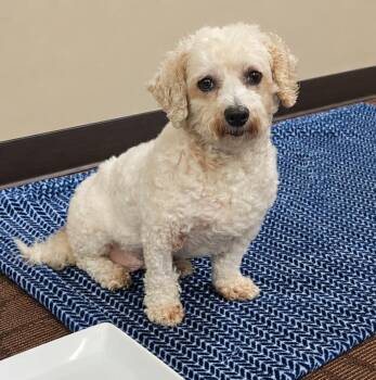 Betsy -  Bichon Frise Dog for Adoption in London, Ontario - Betsy | PetCurious