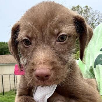 Poodle and Mixed Breed Dogs Available for Adoption in Eastford, Connecticut - CT Justice Avail May 31 | PetCurious