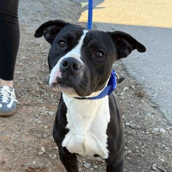 Pit Bull Terrier Dogs Available for Adoption - Spring | PetCurious