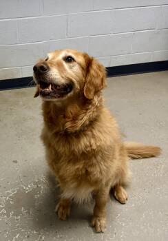 Sonny -  Golden Retriever Dog for Adoption in Yonkers, New York - Sonny | PetCurious