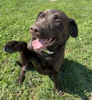 Takoda -  Chocolate Labrador Retriever Dog for Adoption in Grant, Nebraska - Takoda | PetCurious