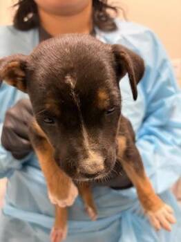 Fennel -  Mixed Breed Dog for Adoption in Fresno, California - Fennel | PetCurious