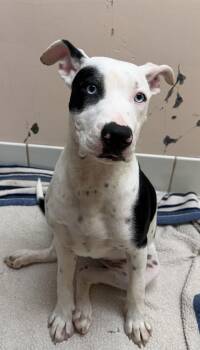 Stella -  Pit Bull Terrier Dog for Adoption in Upper Sandusky, Ohio - Stella | PetCurious