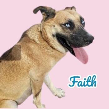 Rescue German Shepherd Dog and Husky Dogs for Adoption in Scottsdale, Arizona - Faith | PetCurious