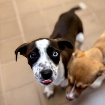 Mixed Breed Dogs Available for Adoption in Westhampton, New York - Blossom | PetCurious