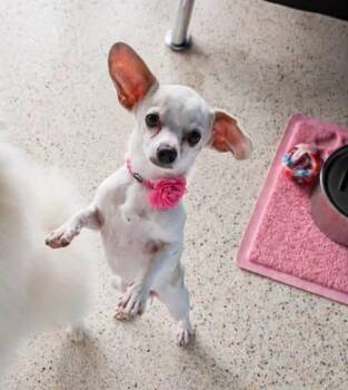 LUNA -  Chihuahua Dog for Adoption in Palm City, Florida - LUNA | PetCurious