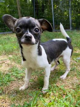 Colbert -  Chihuahua Dog for Adoption in Fall River, Massachusetts - Colbert | PetCurious