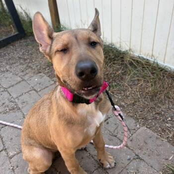 Bella Swan -  German Shepherd Dog and Mixed Breed Dog for Adoption in West Des Moines, Iowa - Bella Swan | PetCurious