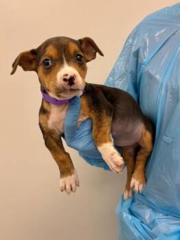 Mixed Breed Dogs Available for Adoption in Chillicothe, Ohio - Earth Day | PetCurious