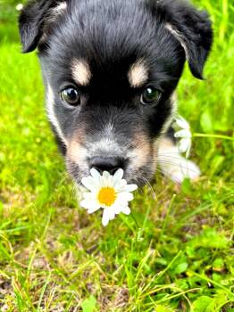 Smokey -  German Shepherd Dog and Husky Dog for Adoption in Sandy Hook, Manitoba - Smokey | PetCurious