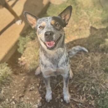 Cattle Dog and Mixed Breed Dogs Available for Adoption in Brownsboro, Alabama - Lillian | PetCurious