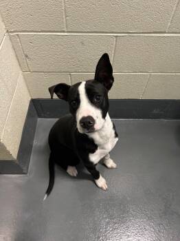 Pit Bull Terrier Dogs Available for Adoption in Johnson City, Tennessee - Ella | PetCurious