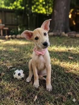 Honey -  German Shepherd Dog Dog for Adoption in Collingswood, New Jersey - Honey | PetCurious