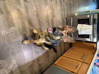 Rescue German Shepherd Dog Dogs for Adoption in Chicago, Illinois - Maximus | PetCurious