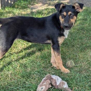 Rescue Mixed Breed Dogs for Adoption in Baldwin, Wisconsin - Rosie Aka Ethel | PetCurious