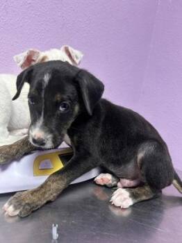 61384841 -  Mixed Breed Dog for Adoption in El Paso, Texas - 61384841 | PetCurious