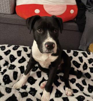 Labrador Retriever Dogs Available for Adoption - Snoop | PetCurious