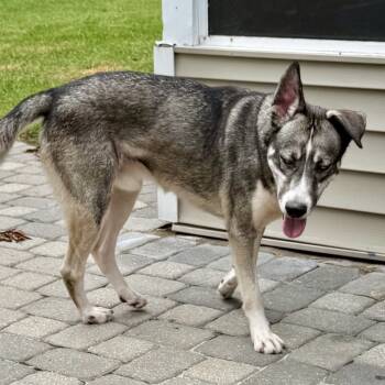 Rescue Husky Dogs for Adoption in New Orleans, Louisiana - Roman Empire | PetCurious