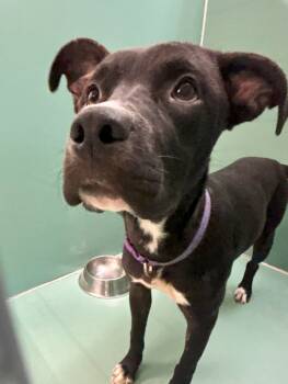 Rescue Pit Bull Terrier Dogs for Adoption in Roanoke, Virginia - Victoria Justice | PetCurious