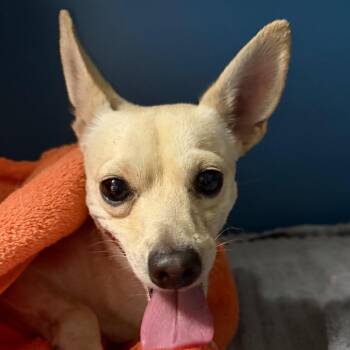 Timmy -  Chihuahua and Mixed Breed Dog for Adoption in Yuma, Arizona - Timmy | PetCurious