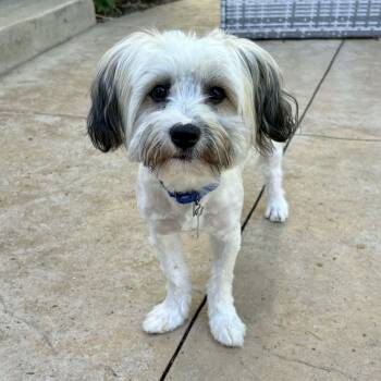 Gus -  Havanese Dog for Adoption in Mead, Colorado - Gus | PetCurious
