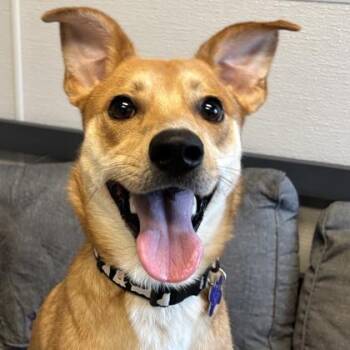 Gibby -  Mixed Breed Dog for Adoption in Lansing, Michigan - Gibby | PetCurious