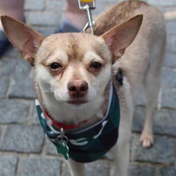 Chihuahua and Mixed Breed Dogs Available for Adoption in Chester, Maryland - Todd | PetCurious