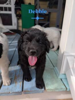 Debbie -  Great Pyrenees Dog for Adoption in Berlin, New Jersey - Debbie | PetCurious