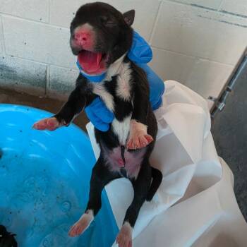 Suz 5 -  Boston Terrier and Mixed Breed Dog for Adoption in Edinburg, Texas - Suz 5 | PetCurious