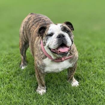 Luna Girl -  English Bulldog Dog for Adoption in Las Vegas, Nevada - Luna Girl | PetCurious