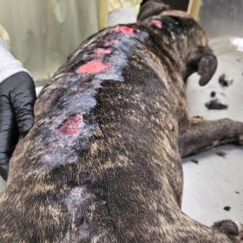 Porkchop -  Mixed Breed Dog for Adoption in Winston-salem, North Carolina - Porkchop | PetCurious