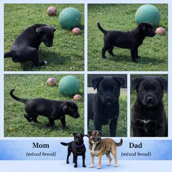 Labrador Retriever and Mixed Breed Dogs Available for Adoption in Spokane, Washington - Thing 2 | PetCurious