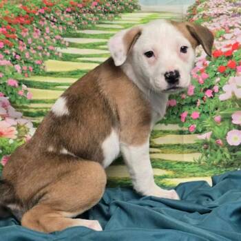 Husky Dogs Available for Adoption - Imogen | PetCurious