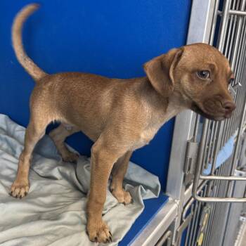 Mixed Breed Dogs Available for Adoption - Nico | PetCurious