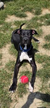 Silver Fish -  Pit Bull Terrier Dog for Adoption in Shepherdsville, Kentucky - Silver Fish | PetCurious