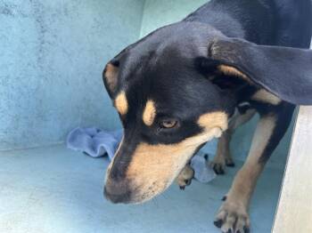 A385612 -  Rottweiler and Mixed Breed Dog for Adoption in Ocala, Florida - A385612 | PetCurious